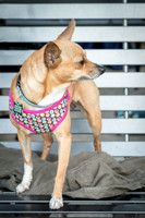 Foster Metta-9843