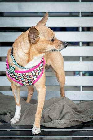 Foster Metta-9843