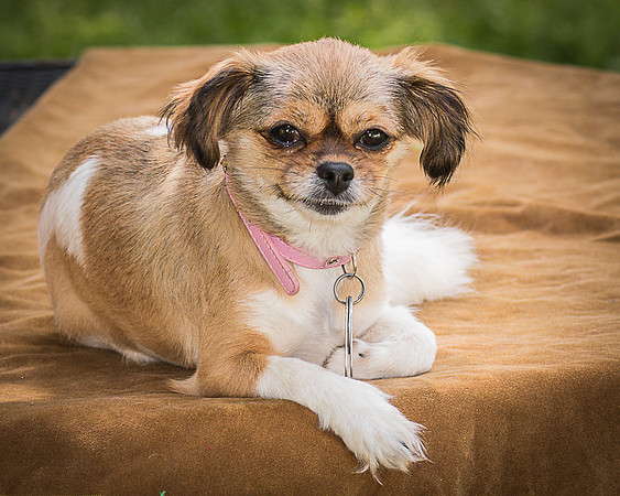 Foster Missy-0481