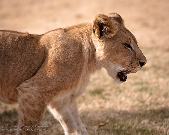 Suzies Pride-2177