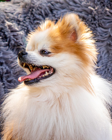 Foster Stella-7855
