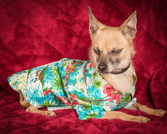 Foster Kiwi-8582