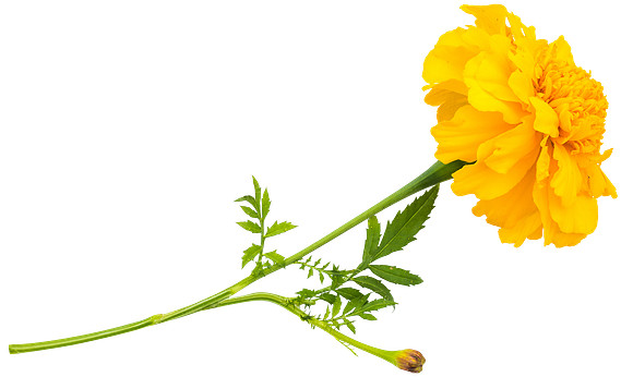 Flower_7