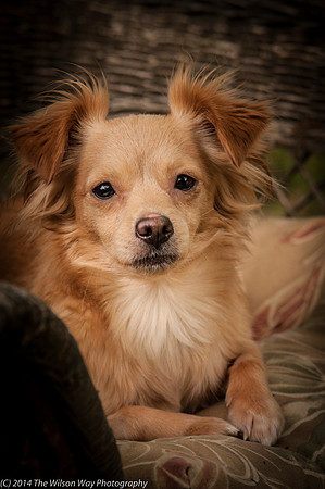 Foster Malibu-2216