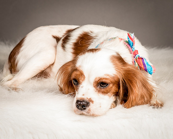 Foster josephina-4116