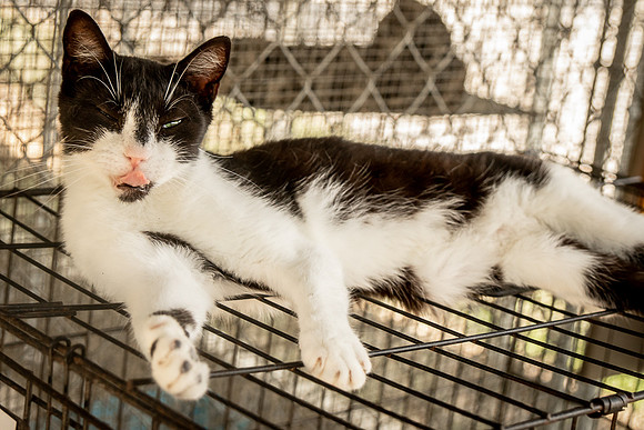 Darlington  Cats-9460