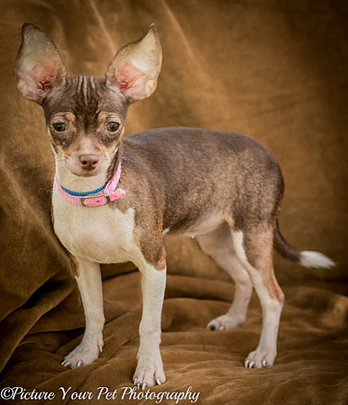 Foster Joanie-3748