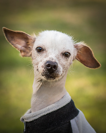Foster Dobby-8716