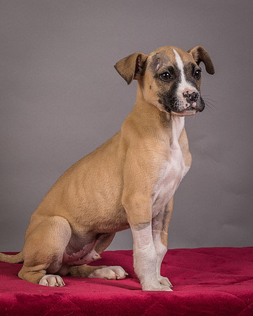 Foster Barnabas-4539