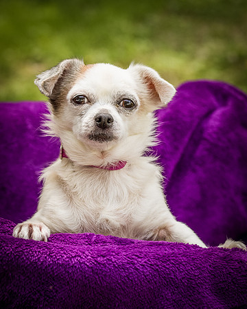 Foster Petey-8154