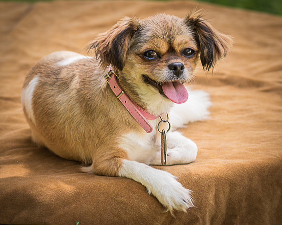 Foster Missy-0487