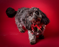 Frankie-8037