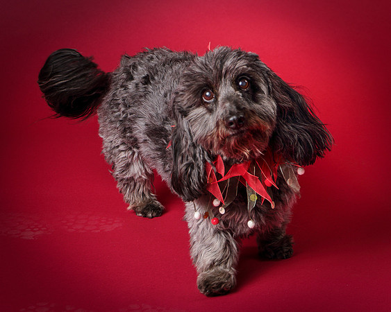Frankie-8037