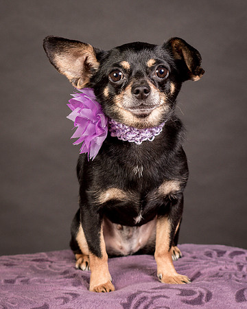 Foster Pansy-9286