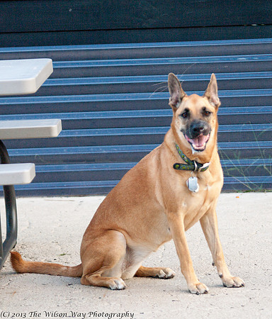 Lucky Dog Bark and Brew-3439