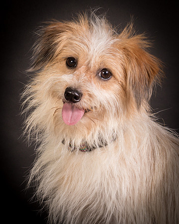 Foster Tiny-1230