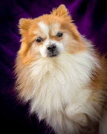 Foster Kermit-8892