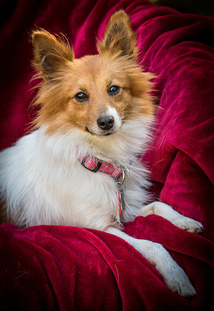 Foster Brandi-3356