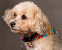 Foster Kya-8371