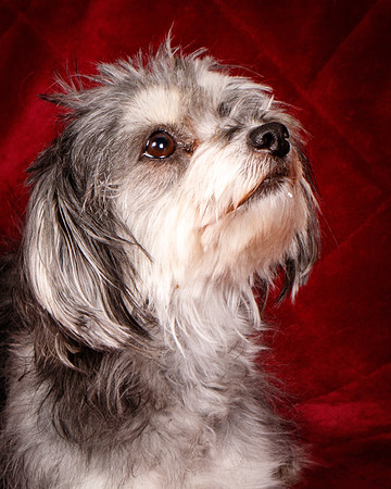 Foster Alex-6344