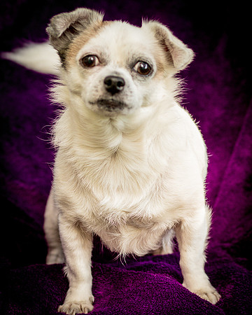 Foster Petey-0102
