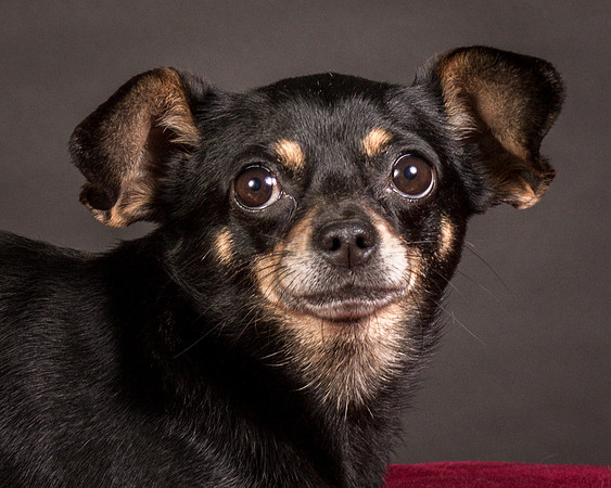 Foster Pansy-9481