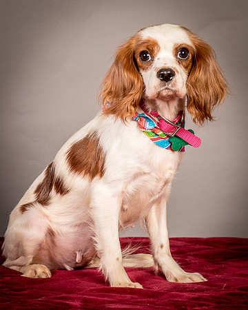 Foster josephina-3948
