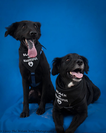 Denver and Huck-9375