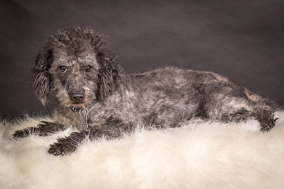 Foster Mokey-1724