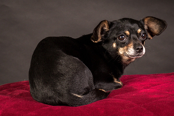 Foster Pansy-9441
