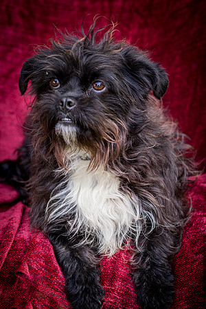 Foster Lady Elaine-8546