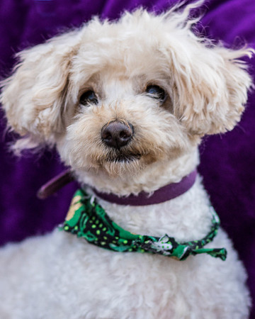 Foster Annalise-0636