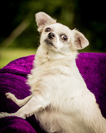 Foster Petey-0114