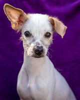Foster Dobby-8822