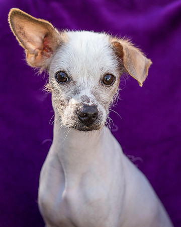 Foster Dobby-8822
