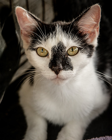 Darlington  Cats-9494