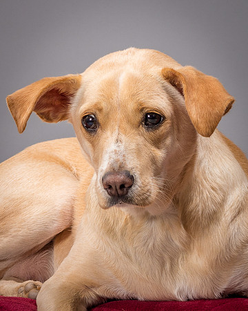 Foster June-3507