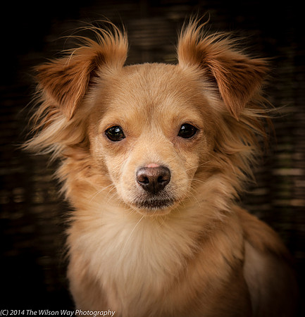 Foster Malibu-2206