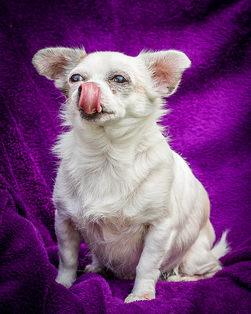Foster Petey-8202