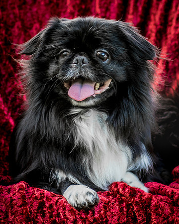 Foster Prince-0859