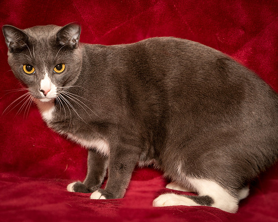 Foster Mittens-9493