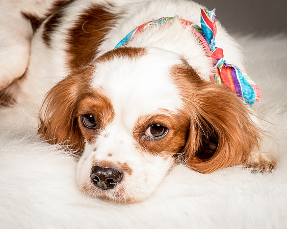 Foster josephina-4118