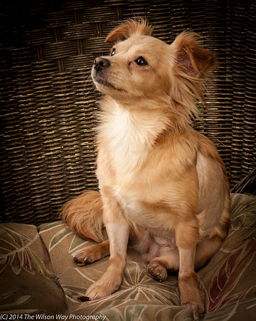 Foster Malibu-2200