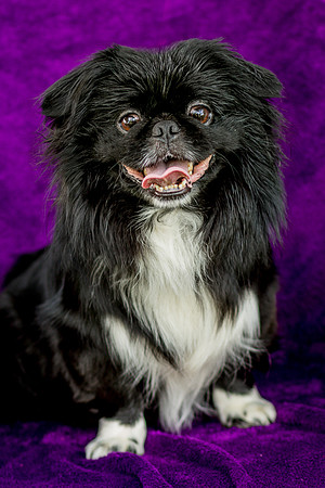 Foster Prince-0747