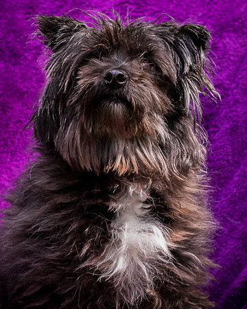 Foster Sammy-8354