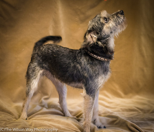 Foster Genghis-0272