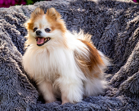 Foster Stella-7863