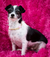 Foster Olive-7607