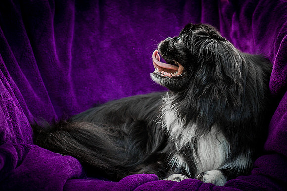 Foster Prince-0979