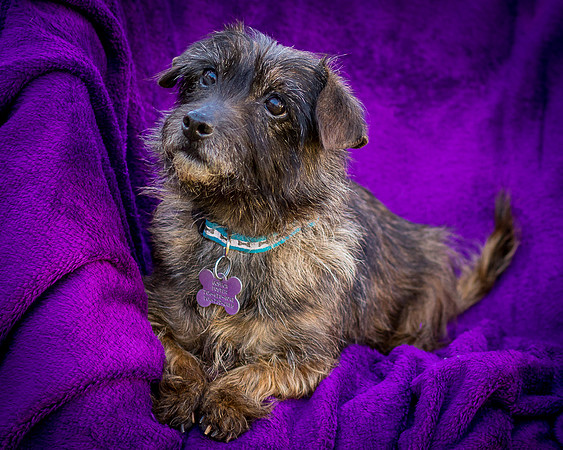Foster Inky-4148
